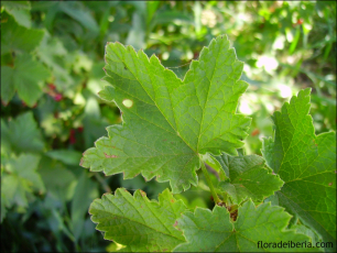 Ribes rubrum2