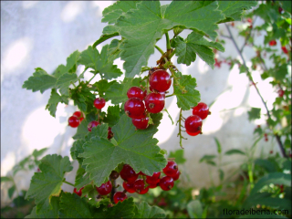 Ribes rubrum3
