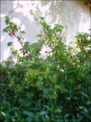 Ribes rubrum4
