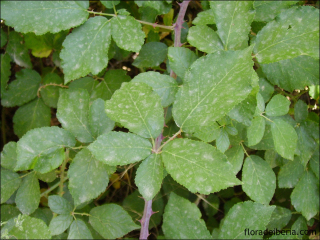 Rubus ulmifolius1