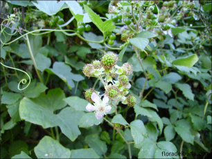 Rubus ulmifolius5