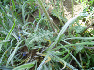 Salvia verbenaca2