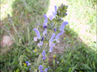 Salvia verbenaca3