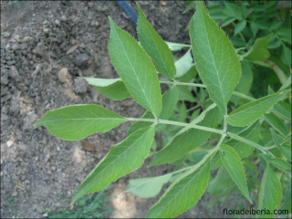 Sambucus nigra2