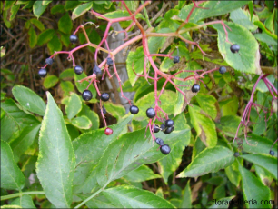 Sambucus nigra3