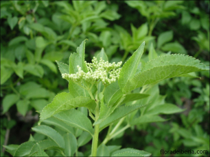 Sambucus nigra4