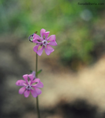 Silene colorata (2)