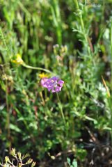 Silene colorata