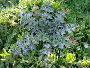 Silybum marianum1