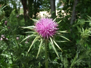 Silybum marianum4