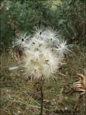 Silybummarianum11