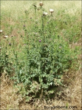 Silybummarianum9
