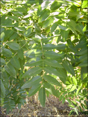 Styphnolobium japonicum1