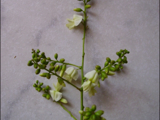 Styphnolobium japonicum2