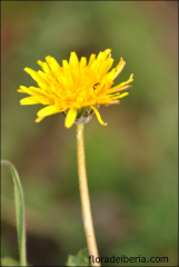 Taraxacum officinale1