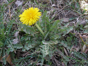 Taraxacum officinale5