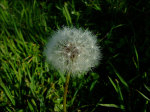 Taraxacum officinale7