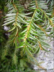 Taxus baccata2