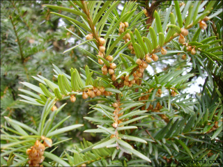 Taxus baccata4