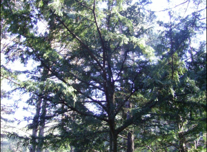 Taxus baccata7