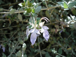 Teucrium fruticans1