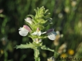 Bartsia_trixago_(1)