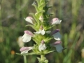 Bartsia_trixago_(4)