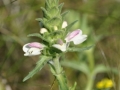 Bartsia_trixago_(5)
