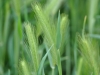 Hordeum_murinum2