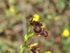 Ophrys speculum (2)