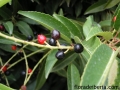 Prunus_lusitanica1
