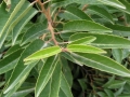 Prunus_lusitanica2