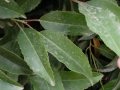 Prunus_lusitanica3