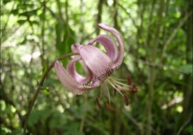 «Lilium martagon» (Azucena silvestre, martagón)