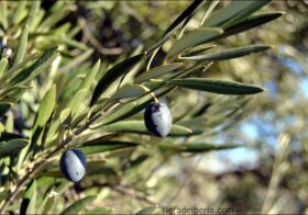 «Olea europaea» (Olivo, acebuche)