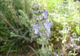 «Salvia verbenaca» (Gallocresta, verbenaca)