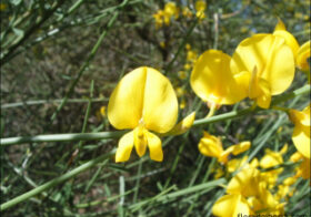 «Spartium junceum» (Retama de olor, retama de flor, gayomba)
