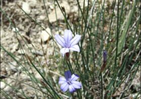«Aphyllanthes monspeliensis» (Junquillo de flor azul, junquillo falso)
