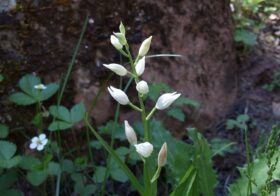 «Cephalanthera longifolia» (Cefalantera)