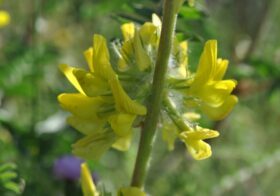 «Astragalus alopecuroides subsp. alopecuroides» (Astrágalo florido)