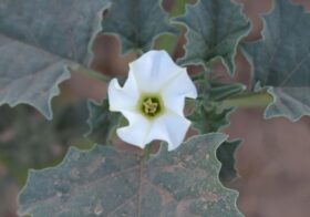 «Datura stramonium» (Estramonio)