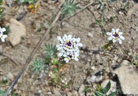 «Iberis pectinata» (Carraspique, zarzara)