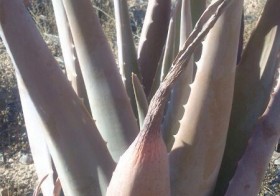 ¿Por qué se secan las hojas externas del Aloe vera?