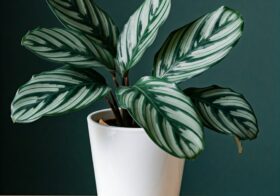 Cómo cuidar una Calathea. Principales dudas y soluciones.