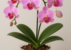 No más orquídeas secas: guía práctica de cuidados