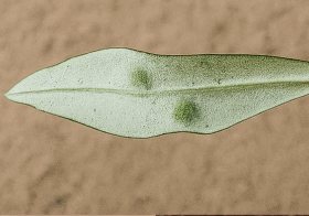 «Aceria oleae»: Qué son las Bolitas Verdes en las Hojas de tu Olivo y Cómo Combatirlas