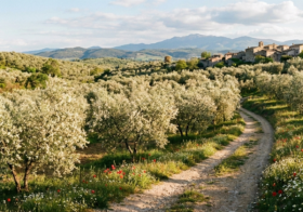 Floración del olivo: claves fisiológicas para una buena cosecha
