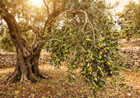 Exceso de carga en el olivo: cuando producir mucho se vuelve un problema