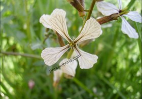 Que Es Ruca Flora de Iberia