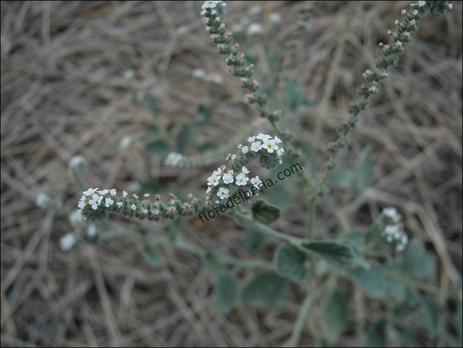 Heliotropium europaeum